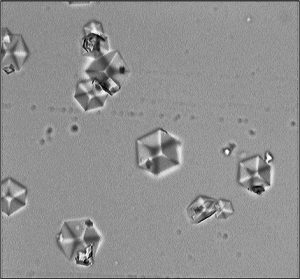 A imagem de microscópio, capturada pelos pesquisadores da Fiocruz, mostra os cristais de insulina, que, pela primeira vez, são totalmente produzidos em Farmanguinhos